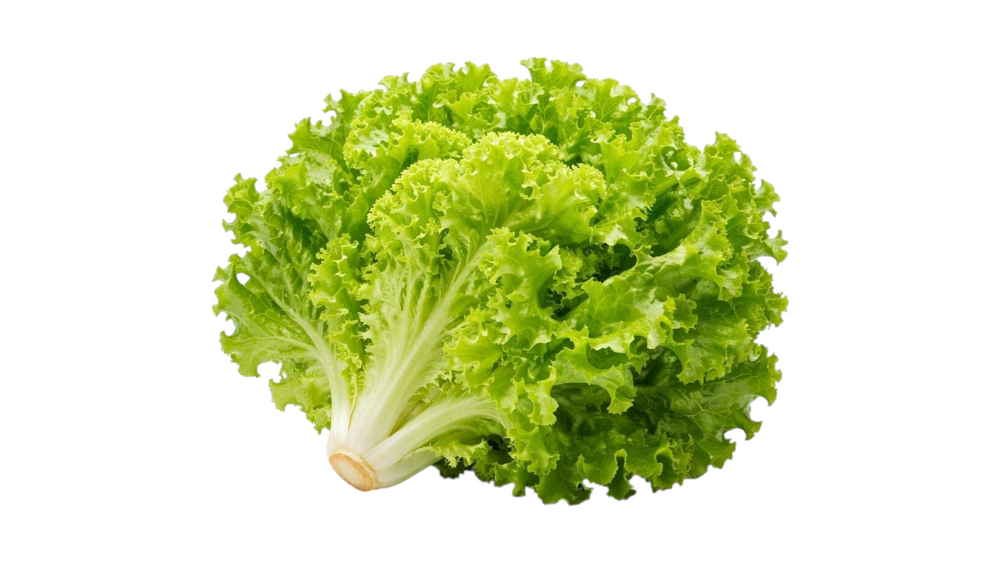 Lettuce Bio 1 pc