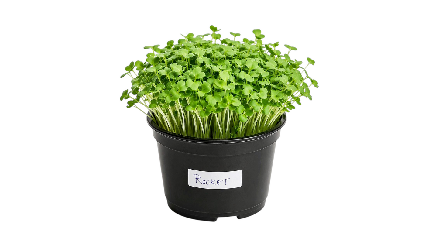 MICRO-GREENS ROCKET 1PCS