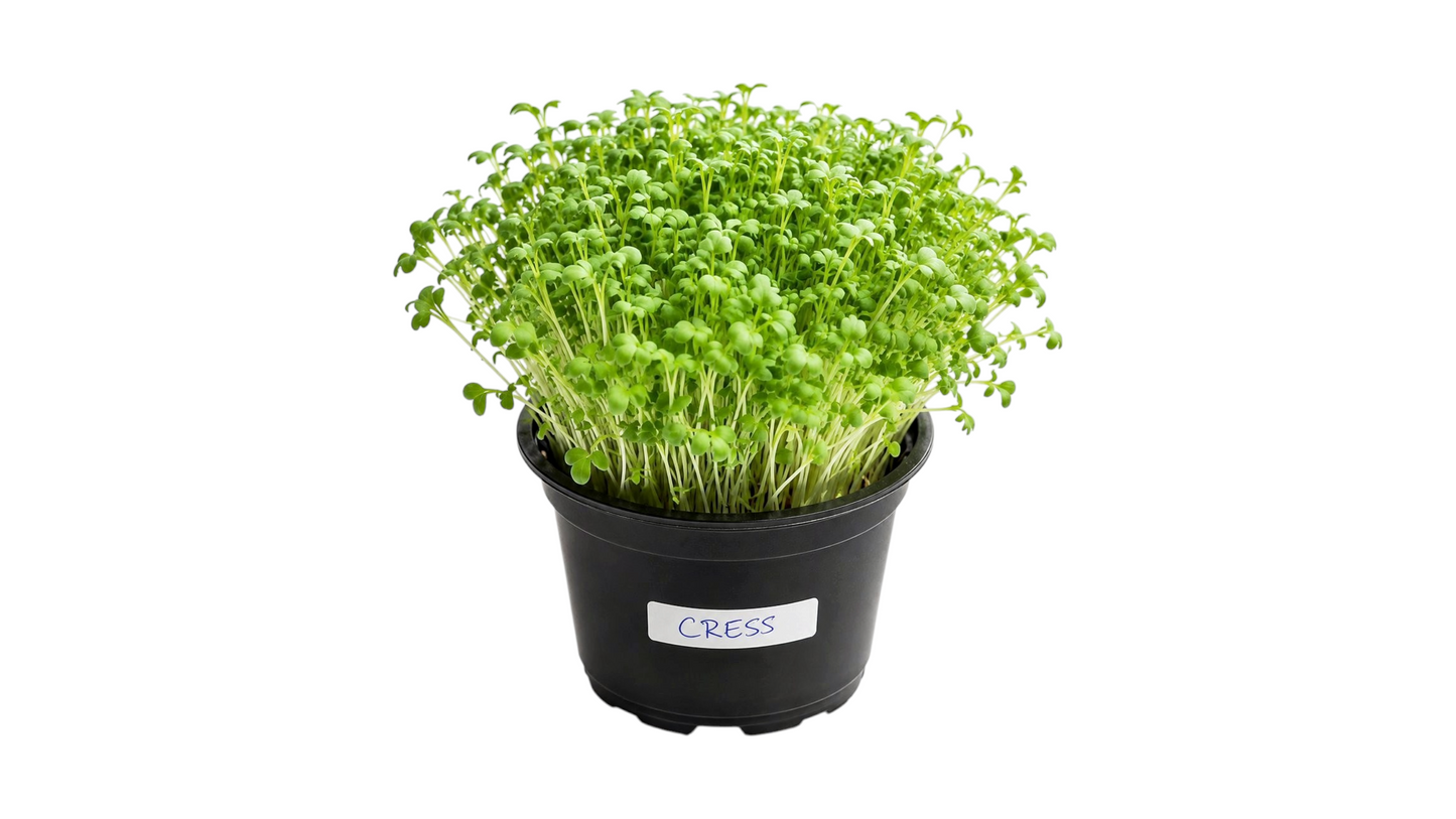 MICRO-GREENS CRESS 1PCS