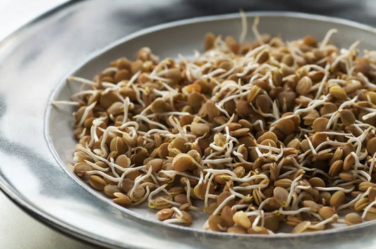 SPROUTS LENTIL 150g