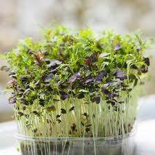 MICRO-GREENS MIZUNA 100g