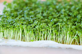 MICRO-GREENS MUSTARD 100g