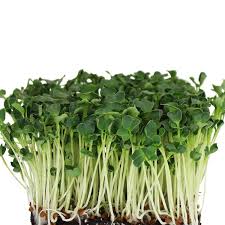 MICRO-GREENS RADISH 100g