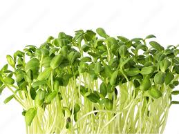 MICRO-GREENS SUNFLOWER 100g
