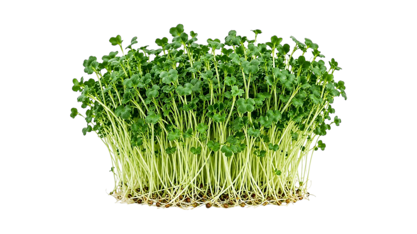 MICRO GREENS KALE 100G