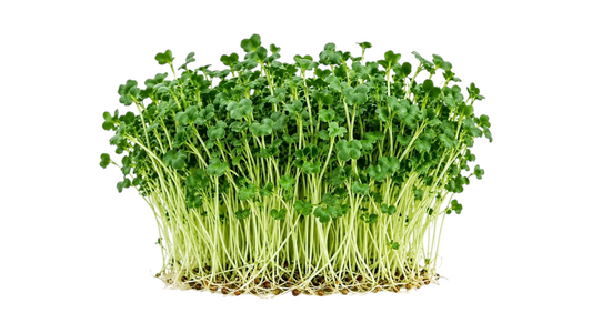 MICRO GREENS KALE 100G