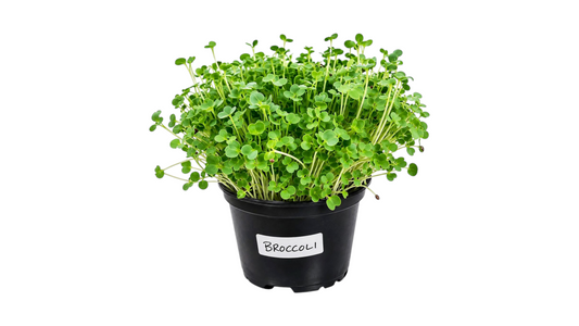 MICRO-GREENS BROCCOLI 1pcs